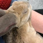 Beth Goodall Womble - @teddyroosepelt - Instagram