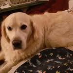 Betty Gosnell - @difodo6436 - Instagram