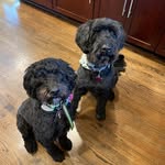 Beth Gottlieb Steinman - @bethsteinman - Instagram