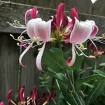 Beth Goucher Pettay - @bethpettay - Instagram