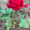 Beth Peterson Greenwald - @beth.peterson.gre - TikTok