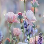 Beth Hague - Facebook