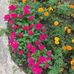 Beth Hanlon - Facebook