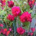 Elizabeth Hickman - Facebook