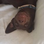 iris - @bethhillieraygal12 - Instagram