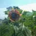 Beth Hinkle - Facebook