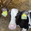 Holstein - @holstein.101 - TikTok