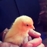 Beth Hoyt - @hoytsrhomesteading - Instagram