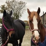 BETSY INESON - @betsy.equestrian - Instagram