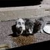 Beth Inouye - Facebook