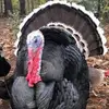 farm life - @bethisley242 - TikTok
