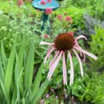 Beth Jaffe - @walnutstreetgarden - Instagram