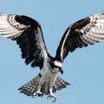 Beth Jakubec - @ejbirder - Instagram
