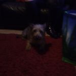 Beth Jamieson - @bethjamieson2010 - Instagram