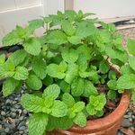Beth Kerr - @greenthumblivingplants - Instagram