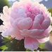 Beth Speakes Kessler - Facebook