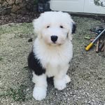 Betty Kilroy - @bettytheoldenglishsheepdog - Instagram