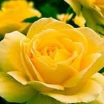 betty sue kinard - @bettysuekinard - Instagram