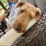 Beth Kindig - @finley_the_airedale - Instagram