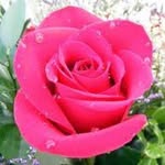 Bettie Kittrell - @bettiek1948 - Instagram