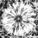 Betsy Klingensmith - @magingersnap - Instagram