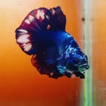 NOUFFAL_BETTAKU - @nouffalamzzar_betta_fist - Instagram