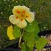 Elizabeth Knutson - Facebook