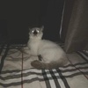 bethkoh788 - @ken_lang123 - TikTok