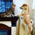 Betty+Kora - @beatrice_kokoro - Instagram