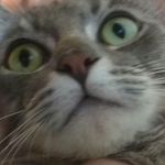beth kovarik - @small_cat_543 - Instagram
