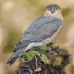 Bettina Krammer Animal and Nature Art - @bettina.krammer.art - Instagram