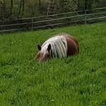 Bettina Riedl Krammer - @a.r.m_green_valley_ranch - Instagram