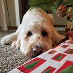 Beth Krebsbach - @bethkrebsbach - Instagram