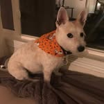 Betty Candella Kropf - @lizbethanddaphne - Instagram
