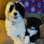 Beth Kruk Jones - @camilla_fiona_and_cubby_pwds - Instagram