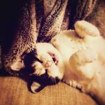 Beth Kuhr - @boo_the_cat479 - Instagram