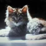 Beth Kuttner - Facebook