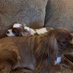 Beth Holliday Lackey - @quiltsandcavaliers - Instagram