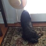 Beth Lacy - @toto.4867 - Instagram