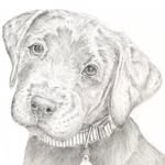 Beth Laird - @beths_animals - Instagram