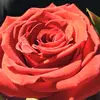 eli_za_beth_lam - @3li_lam - TikTok