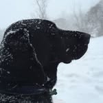 Beth Lamontagne - @beth.lamontagne - Instagram