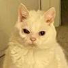 bethlamont17 - @goosewow - TikTok