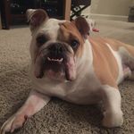 Beth Lantz - @chunktheenglishbulldog - Instagram