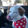 Beth Lapointe - @zoeypup4012 - TikTok