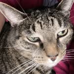 Beth Leavitt - @agirlandhercats - Instagram