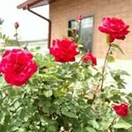 Bette Lippincott - @bettelippincott - Instagram