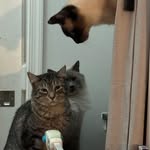 Beth Ludwig - @misfitpets4me - Instagram