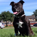 Beth Luke - @sasha_the_staffie - Instagram