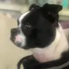 Beth Klebosky Lyle - @berttheboston - TikTok